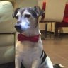 jack_russell