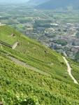 Viñas y valles en Martigny
