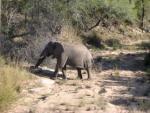Sudáfrica: Elefante!