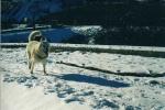 Mi perrita Nana disfrutando de la nieve en Sierra Nevada. Enero 2003