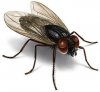 Mosca.jpg