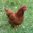 gallina-ponedora-roja-3068221___896088347355377.jpg