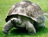 testudinidae.jpg