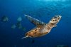 doubilet-sea-turtle.adapt.1190.1.jpg