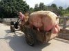 cochon2.jpg