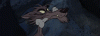 JAMBON2.gif