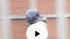 Screenshot_20190114-162707_Gallery.jpg