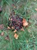 IMG_20150912_130803.jpg
