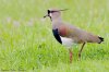 253-Tero-Comn-Vanellus-chilensis-Southern-Lapwing-Neco-Sep-08.jpg