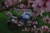 Primavera.JPG