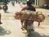 9 motopuerco II.JPG.jpg
