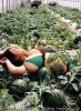 melones.jpeg