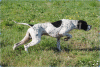 perros-de-caza-razas-de-muestra.gif