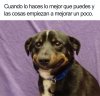 memes-animales-26-58f5fc9f7ea89__700-5909fef31885c__700.jpg