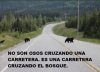 ososycarretera.jpg