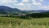 IMG_20200517_131514.jpg