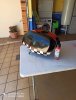 IMG_20200718_130230.jpg