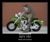 la_rana_motociclista.jpeg
