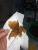 IMG_20200901_202745.jpg