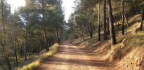 Senda-forestal-arriba.jpg