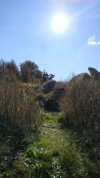 IMG_20201110_150305.jpg