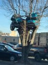 arbre.jpg