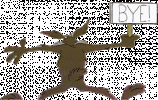 coyote5.gif
