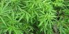 marihuana.jpeg