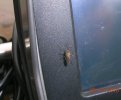 Mosquito tomtom.jpg