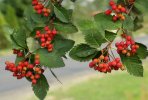 sorbus-intermedia-830x561.jpg