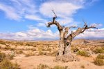 la-vida-en-el-desierto_4df85133_1254x836.jpg