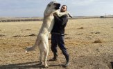 caracter-del-perro-de-raza-kangal.jpg
