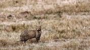 la-misteriosa-y-solitaria-vida-del-gato-montes.jpg