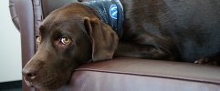 Ein_Herz_fuer_Tiere_001.jpg