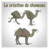 chameau.jpg