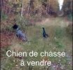 CHIEN DE CHASSE.jpg
