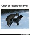 chien de chasse 2.jpg