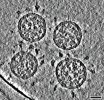 d41586-021-02039-y_19383058.jpg