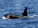 salvamento-maritimo-auxilia-a-tres-embarcaciones-por-incidentes-con-orcas.jpg
