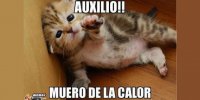 memes-del-calor.jpg
