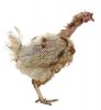 17338417-gallina-enjaulada-de-la-agricultura--concepto-de-protecci-n-animal.jpeg