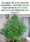 sapin.jpg
