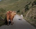 coll de jou2.jpg