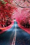 d165259eb5e12d3a773119d8b9341109--pink-trees-pink-flowers.jpg