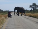 elefante-moto-1704-x-1278.jpg