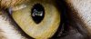 sshot-79r.jpg