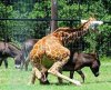 Giraja_burra-apareandose.jpg