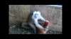 monito.jpg