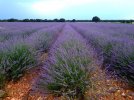 campo lavanda.jpg
