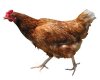 gallina.jpg
